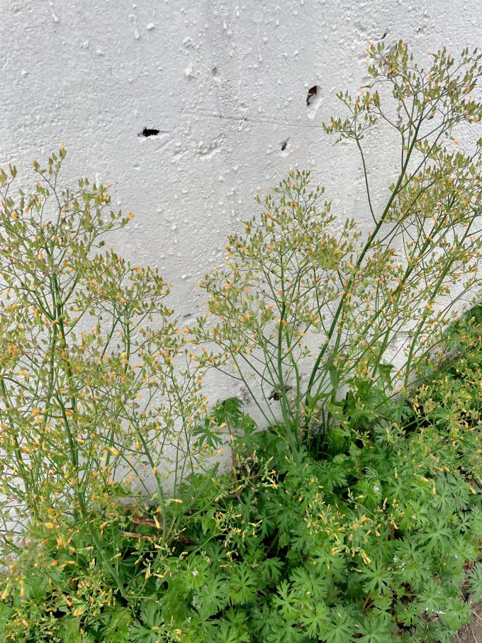 躺平的春天 (5).jpg