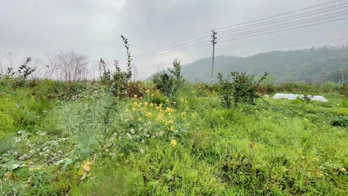 躺平的春天 (3).jpg