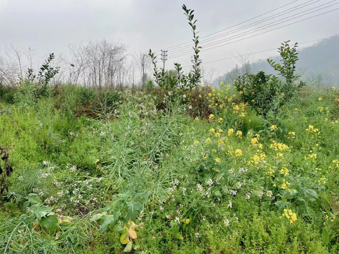 躺平的春天 (4).jpg